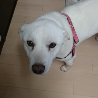 もふもふなモフ❤