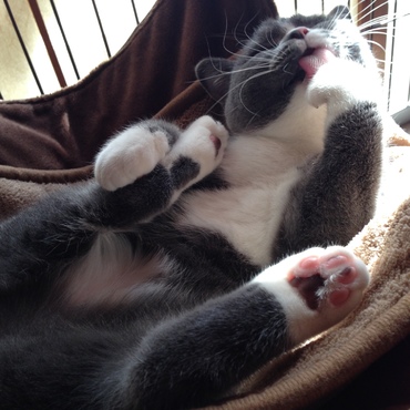 ブリの写真