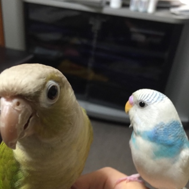 朔( ´ ▽ ` )のカバー写真