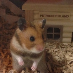 癒しをありがとう。