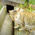 居場所がありません 綺麗な麦わらキジちゃん