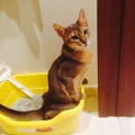やんちゃの猫も対応できる方募集してます。