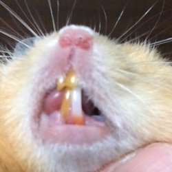 あれ？いつの間に白？