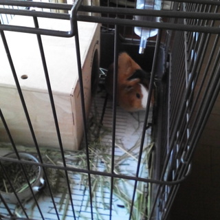 キュンキュン鳴くモルモット