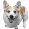 smalldog
