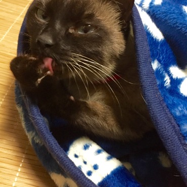 ペロ〜ン…♫