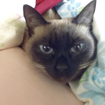 寒いから、お布団から出られないにゃ…