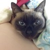 寒いから、お布団から出られないにゃ…