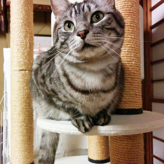 ワイルドだけど甘えん坊な「はやて」です