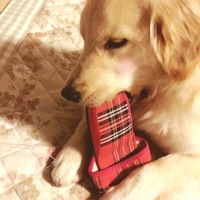 よもぎ