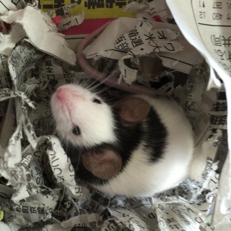 パンダマウスのカバー写真