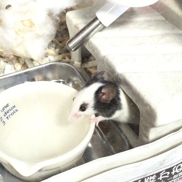 お水美味しいな～♪パンダマウス