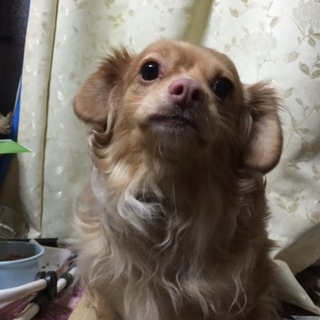 二匹仲良しなので一緒にお願いします