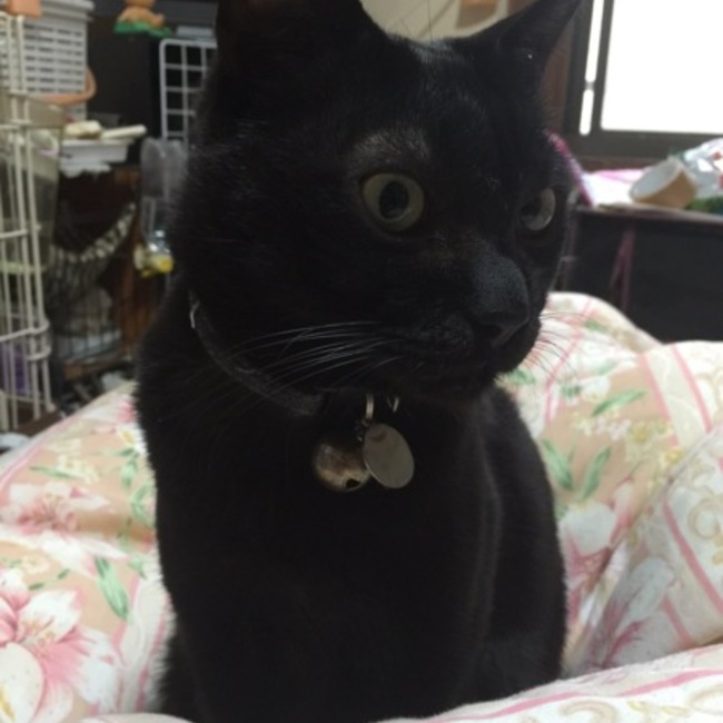 カイ姫のカバー写真