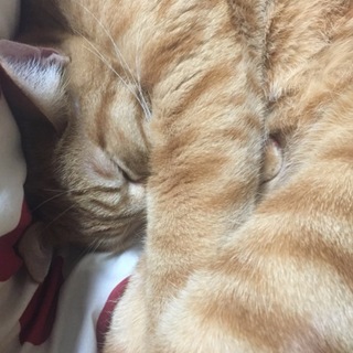 急募！優しい寂しがりやな男の子