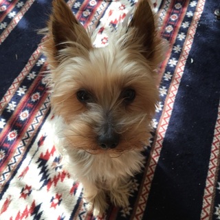 可愛がってくれる方