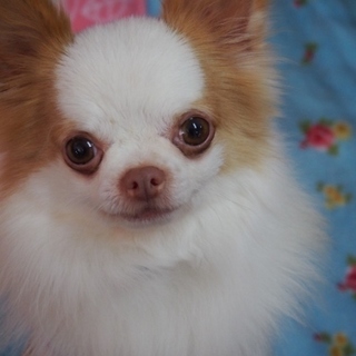 甘えっ子チワワのビスケット♪