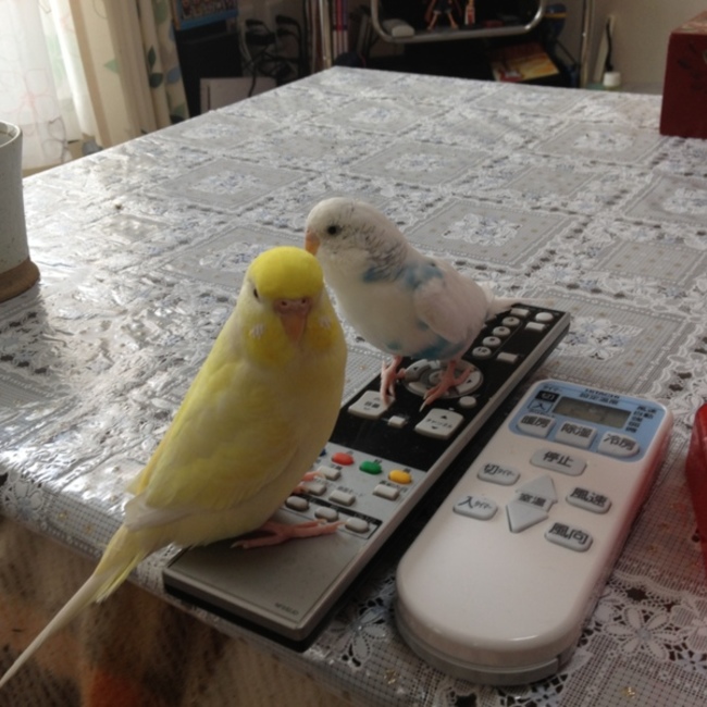 mai.maiのカバー写真