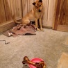 保護犬ワチャ君を家族に迎えて頂けませんか？ サムネイル4