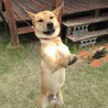 保護犬ワチャ君を家族に迎えて頂けませんか？ サムネイル5