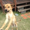 保護犬ワチャ君を家族に迎えて頂けませんか？ サムネイル6