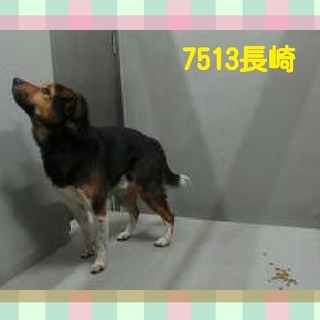 殺処分されました　残念です