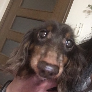 ミニチュアダックスのノアちゃん