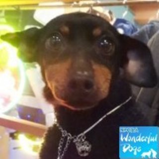 「おまめ」推定６歳♀