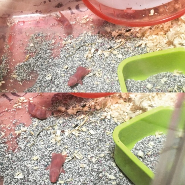 Isabel_2のカバー写真