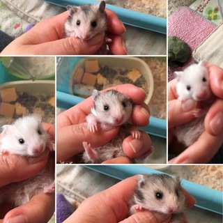 五つ子ハムちゃんず