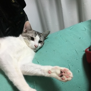 ホワイトタイガーみたいな元気な雄猫です