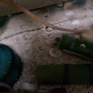 ミステリークレイフィッシュ