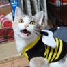 にゃーん
