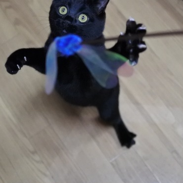 でやあ！