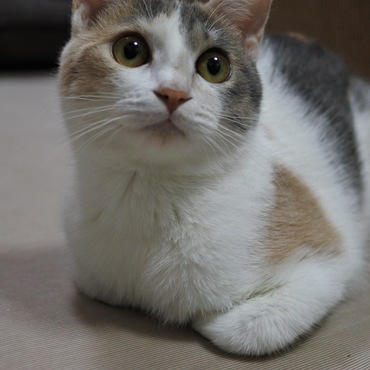香箱座り