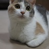 香箱座り