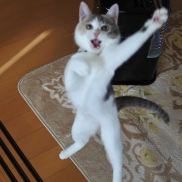 「ヤー！！」