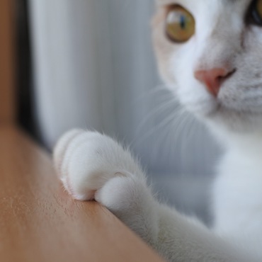 くりーむぱん
