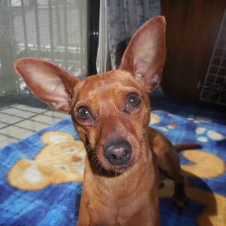 元気なミニピン「メイちゃん」