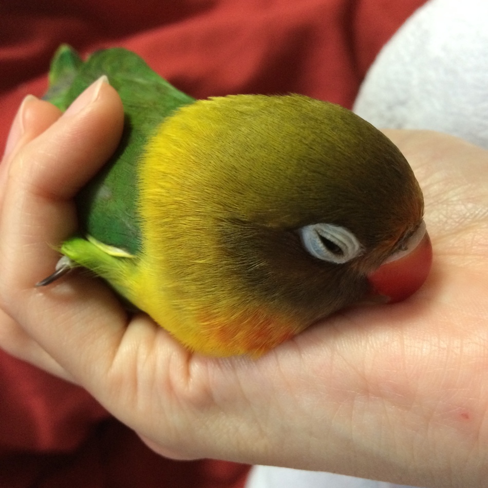 あかねのカバー写真