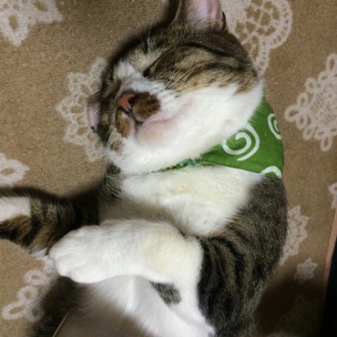 一週間(^_^)v    寝顔が可愛い、文太o(^_-)O