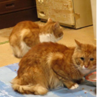 【一時募集】期限は2月11まで。12日には保健所。