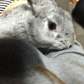 至急！ミニウサギの、オス
