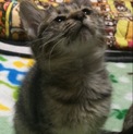 ３ヶ月のキジトラ子猫ちゃん