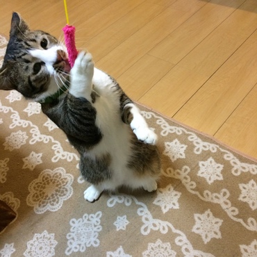 文太先輩、100均の猫じゃらしでOKっスか？  助かります‼️