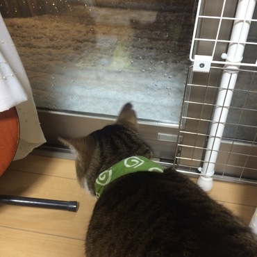 初雪ですか？ 文太先輩‼️
