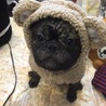 くまクロエ。