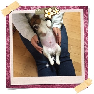 かわいい盛りのジャックラッセル♂３ヵ月