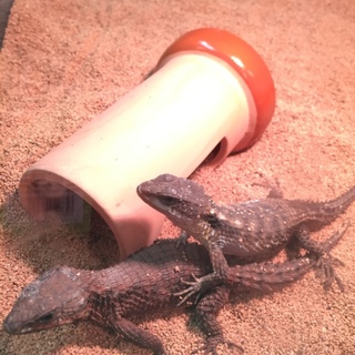 ヨロイトカゲのペア