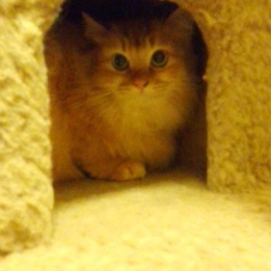 「初の猫ケージと猫！」サムネイル1